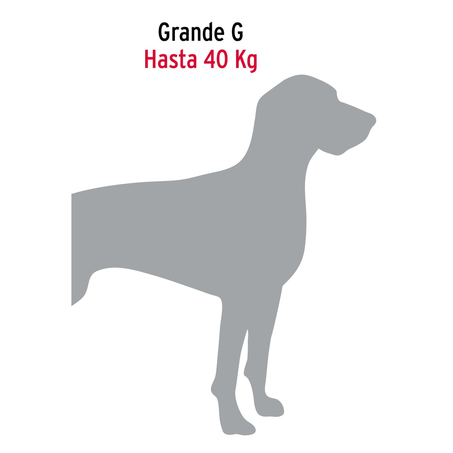 Cadena Paseo Perro Talla Grande
