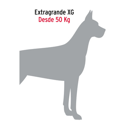 Cadena Paseo Perro Talla Extragrande